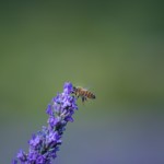 abeille sur un brin de lavande
