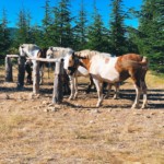 3 chevaux attachés à une barrière en bois dans un décor de western