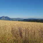 Champ de blé sur le Plateau de Vesnascle