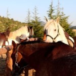 Groupe de chevaux dans le soleil couchant