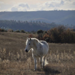 cheval blanc en liberté devant la montagne