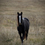 Très beau cheval noir libre