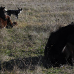 chevaux couchés dans une prairie