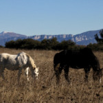 troupeau de chevaux devant montagne