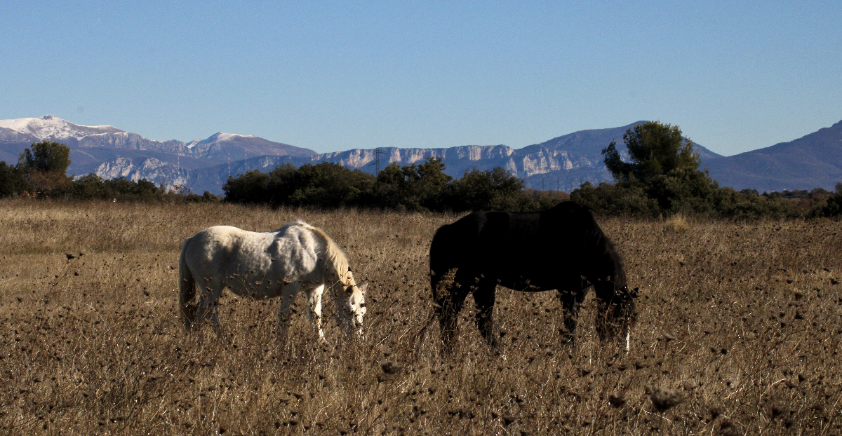 troupeau de chevaux devant montagne