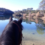cheval devant le lac